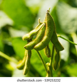 Soybean Pods On The Sunny Field Bokeh Background, Close Up