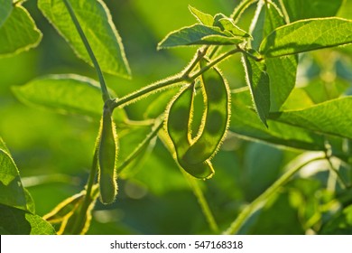 Soybean pods on the sunny field bokeh background. Green growing soybeans against sunlight.  Agricultural soy plantation background on sunny day.