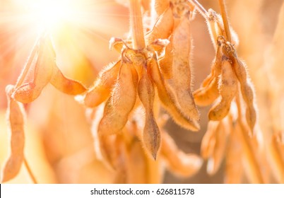 Soybean pods on the sunny field. Agricultural soy plantation background on sunny day. Soybeans ripened against sunlight