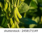 Soybean pods in soybean plantationin a sunny day.  Agricultural scene, soybean crop