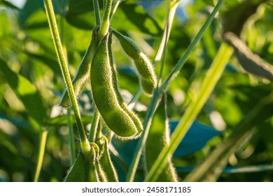 Soybean pods in soybean plantationin a sunny day.  Agricultural scene, soybean crop