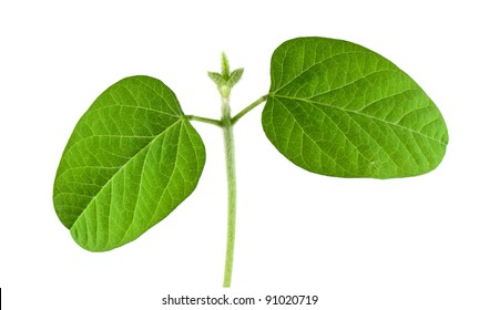 Soybean Seedling Isolated On White Background