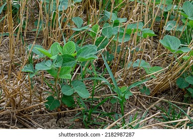 Soybean Seedlings Emerging In A Field Of Harvested Wheat Stubble. This Is Known As Double Cropping Of Several Crops In The Same Area And In The Same Crop Year To Maximize Land Productivity.