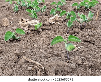 Soybean seedlings emerging from the soil. Young plants with vibrant green leaves growing in a field with loose, dark brown soil. The background is blurred, focusing on the healthy seedlings. - Powered by Shutterstock