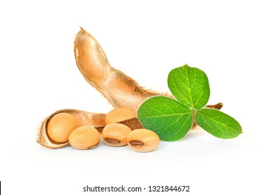 Soybean seeds with soy leaf on white background