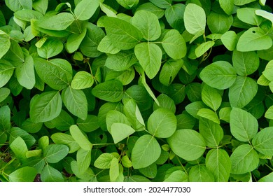 soybean, soy bean, or soya bean (Glycine max) crop leaves top view. healthy growing soybeans crop planted very close to each other.