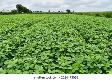 715 Soybean crop india Images, Stock Photos & Vectors | Shutterstock