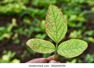 Soybean, Soy Bean, Or Soya Bean (Glycine Max) Crop Leaf With Spots.