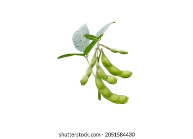 Soybean Or Soya Bean Branch Isolated On White. Glycine Max Plant With Beans And Leaves. 