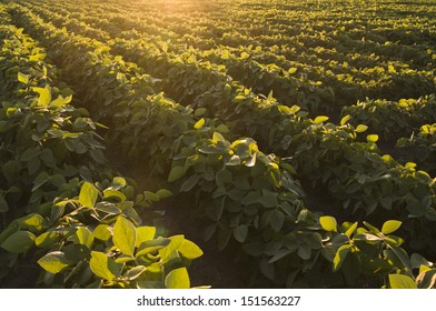 Soybean And Sunset