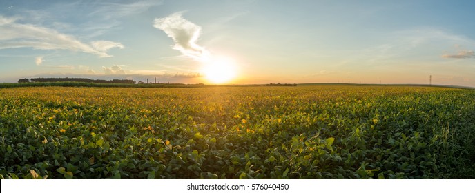 Soybean Sunset