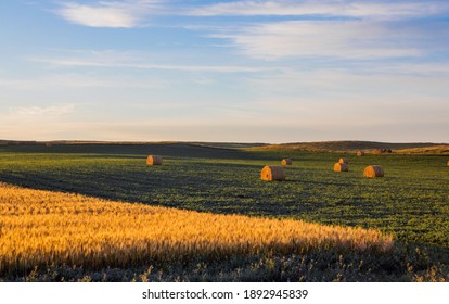 Soybeans growing in North Dakota field with hay and wheat