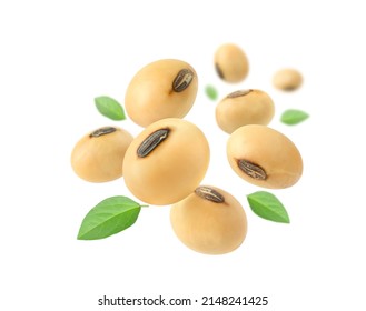 Soybeans with leaves levitate isolated on a white background.