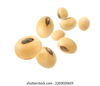 Soybeans levitate isolated on a white background.