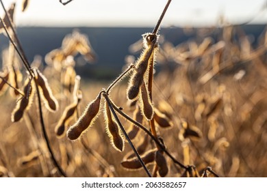 Soybeans Pod Macro. Harvest Of Soy Beans - Agriculture Legumes Plant. Soybean Field - Dry Soyas Pods.