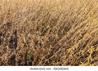 Soybeans Pod Macro. Harvest Of Soy Beans - Agriculture Legumes Plant. Soybean Field - Dry Soyas Pods.