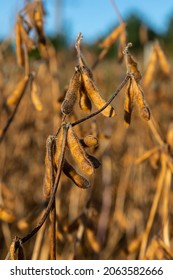 Soybeans Pod Macro. Harvest Of Soy Beans - Agriculture Legumes Plant. Soybean Field - Dry Soyas Pods.