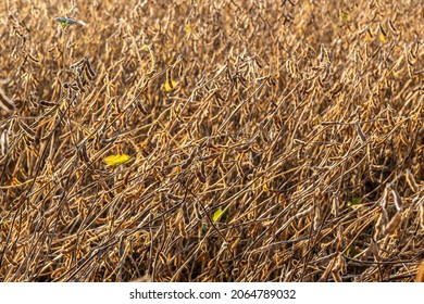 Soybeans Pod Macro. Harvest Of Soy Beans - Agriculture Legumes Plant. Soybean Field - Dry Soyas Pods.