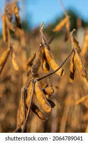 Soybeans Pod Macro. Harvest Of Soy Beans - Agriculture Legumes Plant. Soybean Field - Dry Soyas Pods.