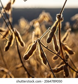 Soybeans Pod Macro. Harvest Of Soy Beans - Agriculture Legumes Plant. Soybean Field - Dry Soyas Pods.