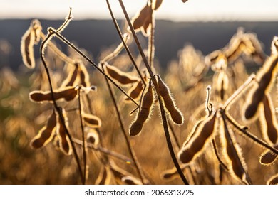 Soybeans Pod Macro. Harvest Of Soy Beans - Agriculture Legumes Plant. Soybean Field - Dry Soyas Pods.