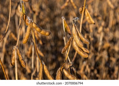 Soybeans Pod Macro. Harvest Of Soy Beans - Agriculture Legumes Plant. Soybean Field - Dry Soyas Pods.