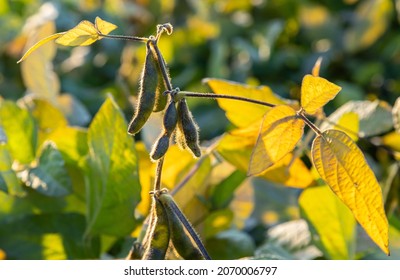 Soybeans Pod Macro. Harvest Of Soy Beans - Agriculture Legumes Plant. Soybean Field - Dry Soyas Pods.