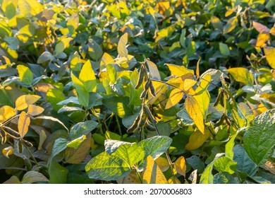 Soybeans Pod Macro. Harvest Of Soy Beans - Agriculture Legumes Plant. Soybean Field - Dry Soyas Pods.