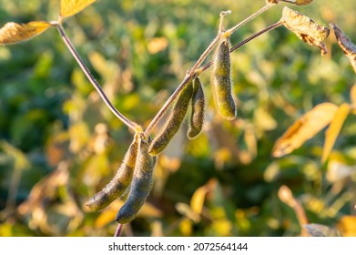 Soybeans Pod Macro. Harvest Of Soy Beans - Agriculture Legumes Plant. Soybean Field - Dry Soyas Pods.