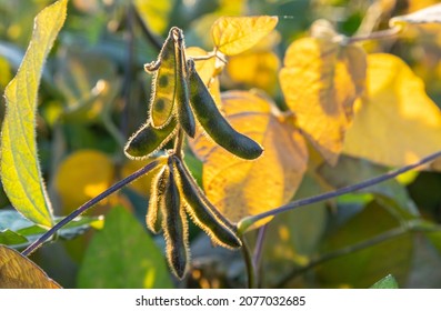 Soybeans Pod Macro. Harvest Of Soy Beans - Agriculture Legumes Plant. Soybean Field - Dry Soyas Pods.