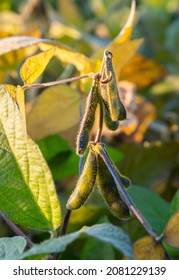 Soybeans Pod Macro. Harvest Of Soy Beans - Agriculture Legumes Plant. Soybean Field - Dry Soyas Pods.