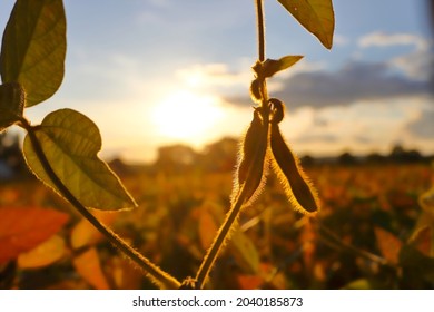 Soybeans
Ripe Golden-brown Soybeans On A Soybean Plantation, At Sunset, Close-up. Soybean Plant. Soybean Pods. Soybean Field In The Golden Glow. The Concept Of A Good Harvest.