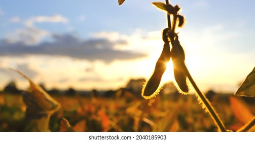 Soybeans
Ripe Golden-brown Soybeans On A Soybean Plantation, At Sunset, Close-up. Soybean Plant. Soybean Pods. Soybean Field In The Golden Glow. The Concept Of A Good Harvest.