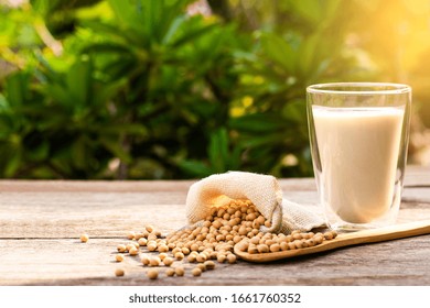 Soybeans in wooden spoon and sack bag with glass of soy milk isolated on old wooden table with green nature blurred background.  - Powered by Shutterstock