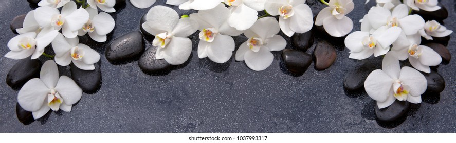 12,266 Orchid flower white black stone Images, Stock Photos & Vectors