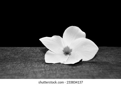 spa flower background