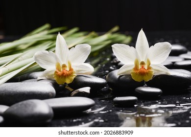 spa still life of with long green leaves  with 
white orchid ,candle  and zen black stones wet background
