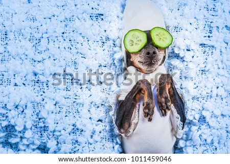 Spa treatments. A dog in his pajamas. Mask of cucumbers. A dog with cucumbers.
