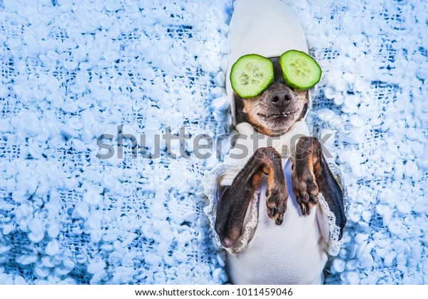 Spa treatments. A dog in his pajamas. Mask of\
cucumbers. A dog with\
cucumbers.