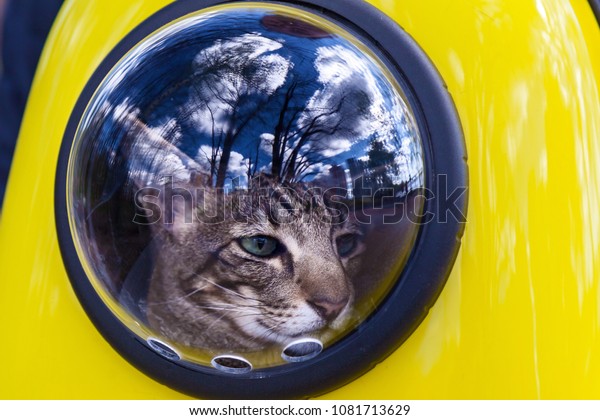 Space backpack for a cat-traveler. A cat walks in a\
yellow backpack looking out the window, walking with a cat in the\
park on a summer day.