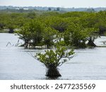 Space coast mangroves in Florida