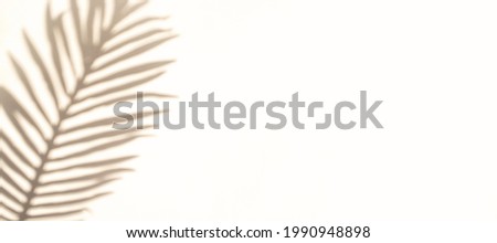 Space shadow summer background. Plant leaf shadows on white wall in abstract tropical sunlight texture. Exotic travel conception. Template background for text, wallpaper