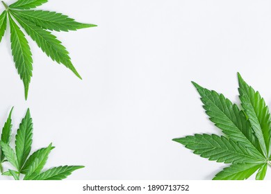 Space For Text With Beautiful Green Cannabis Leaves Isolated On White Background