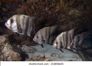 Spade Fish At Key Largo