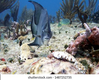 Spade Fish Looking At The Photographer