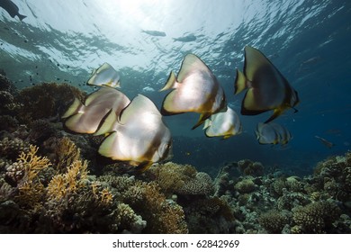 Spade Fish At Yolanda Reef