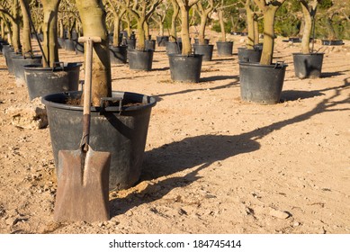 Spade Leaning Against Tree Trunk In A Tree Nursery