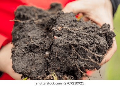 Spade test and soil sample to assess the fertility and physical and biological properties of the soil and plants in agriculture