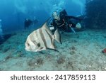 Spadefish, Scuba Diving West Palm Beach and Jupiter, Florida