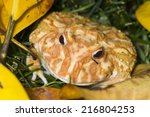 Spadefoot Toad